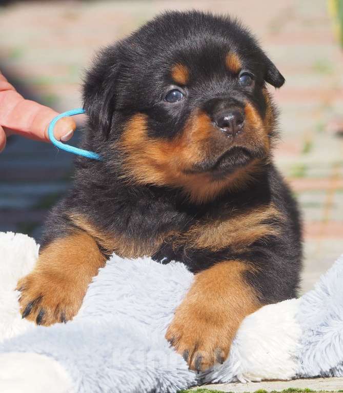 Собаки в Кстово: Щенок ротвейлера  Мальчик, 65 000 руб. - фото 2