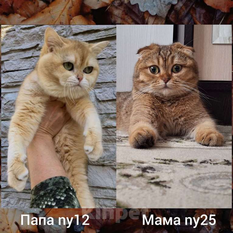 Кошки в Москве: Шотландский котенок шоколадный пятнистый Мальчик, 15 000 руб. - фото 9