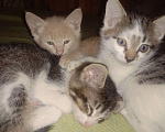 Кошки в других городах Московской области: Родила кошка котят. Мальчик, Бесплатно - фото 1