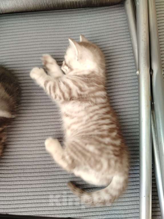 Кошки в Москве: Прямоухая Шотландская девочка Девочка, 18 000 руб. - фото 6