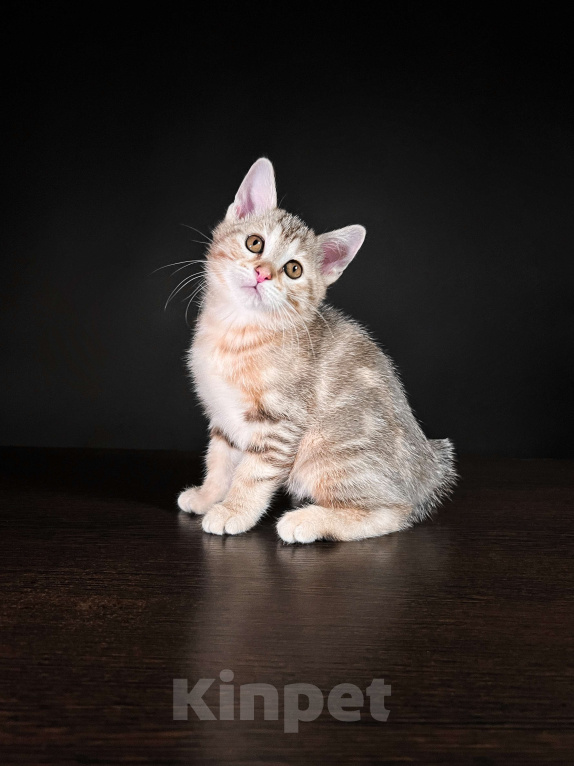 Кошки в Москве: Котята курильского бобтейла короткошерстные  Девочка, Бесплатно - фото 5