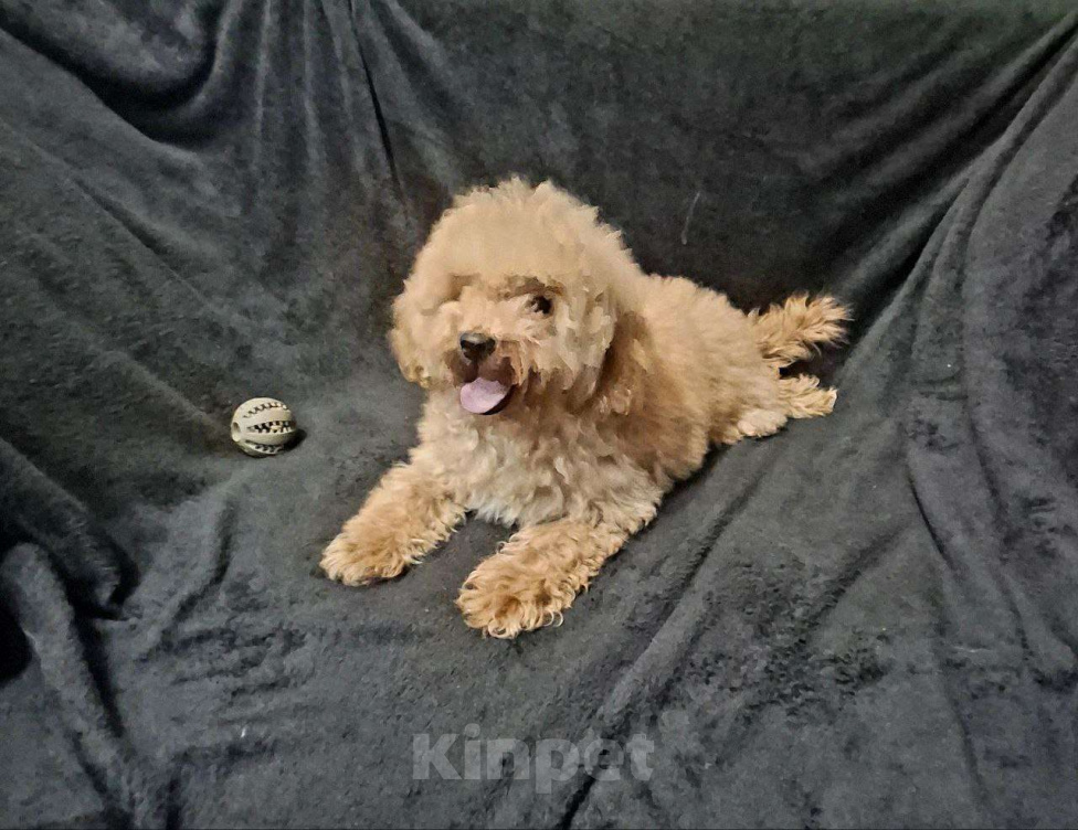 Собаки в Москве: Той пудель девочка Девочка, 45 000 руб. - фото 1