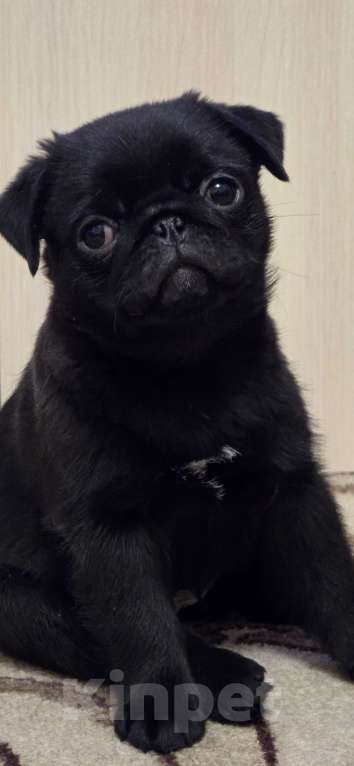 Собаки в Тамбове: Щенок мопса Девочка, 50 000 руб. - фото 3