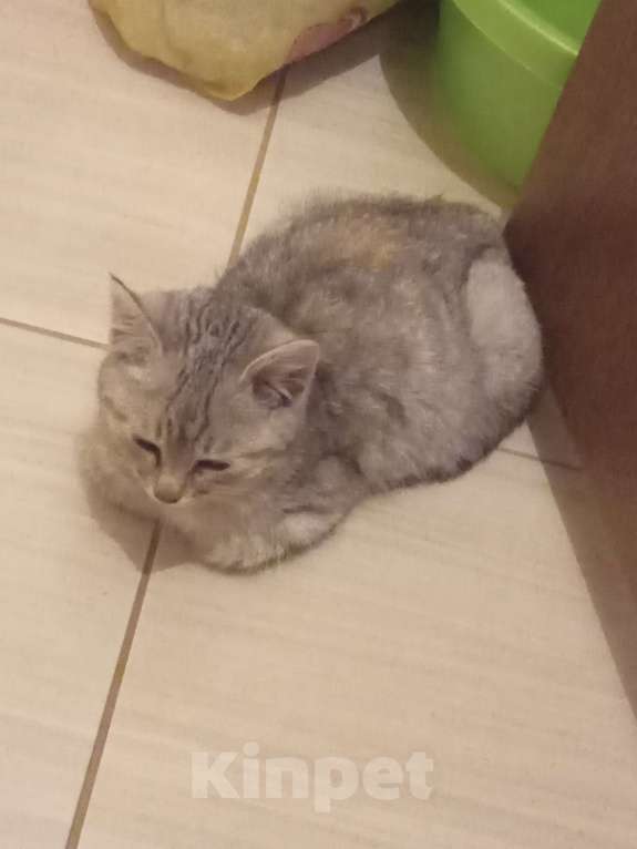 Кошки в Брянске: Котёнок кошка Девочка, Бесплатно - фото 3