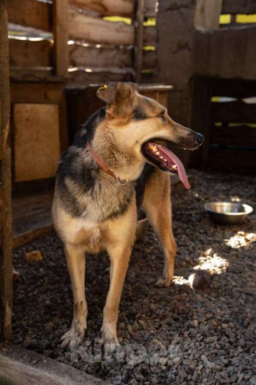 Собаки в Красноярске: отдам в добрые руки  Девочка, Бесплатно - фото 4