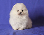 Собаки в Люберцах: Белый малыш шпица Мальчик, 50 000 руб. - фото 3