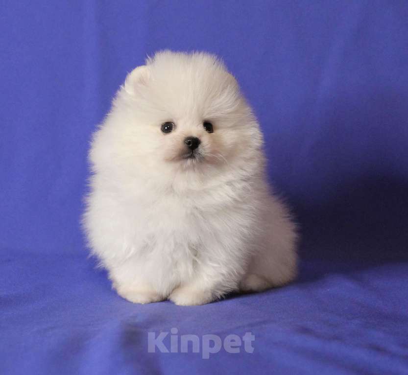 Собаки в Люберцах: Белый малыш шпица Мальчик, 50 000 руб. - фото 3