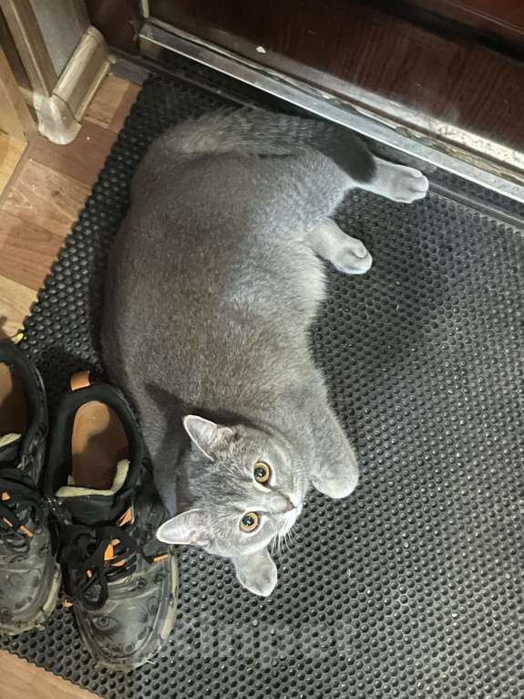 Кошки в Новокузнецке: Потерялась серая кошка Девочка, 5 000 руб. - фото 2