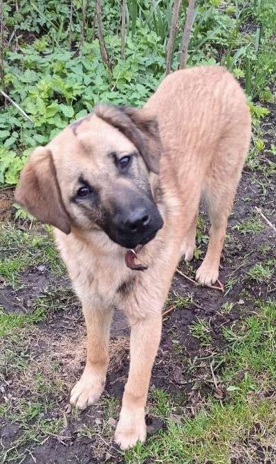 Собаки в других городах Московской области: Рада ищет дом! Девочка, Бесплатно - фото 2