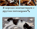 Кошки в Саратове: Котёнок в добрые руки Девочка, Бесплатно - фото 3