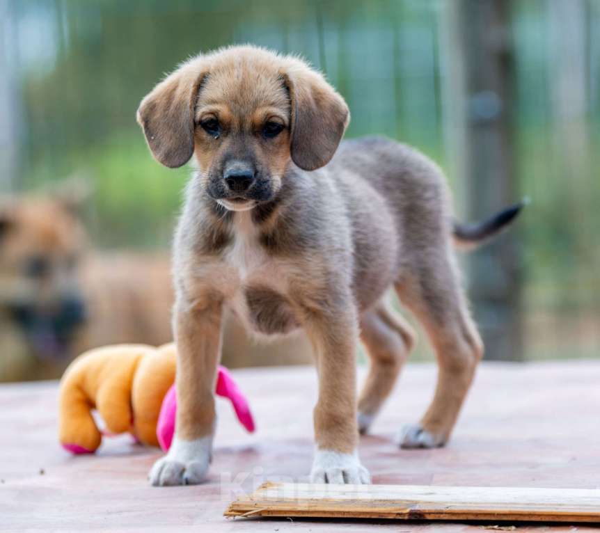 Собаки в Москве: Дина Девочка, Бесплатно - фото 3