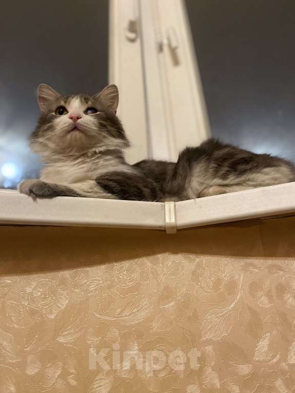 Кошки в Москве: Зефир Мальчик, Бесплатно - фото 4