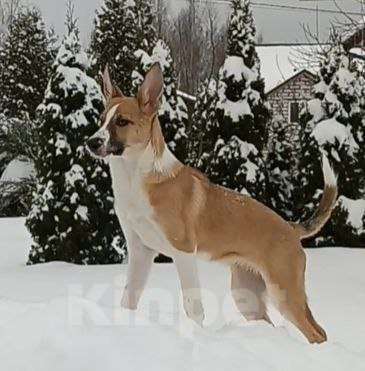 Собаки в Щелково: Балта якутенок в добрые руки Девочка, Бесплатно - фото 1