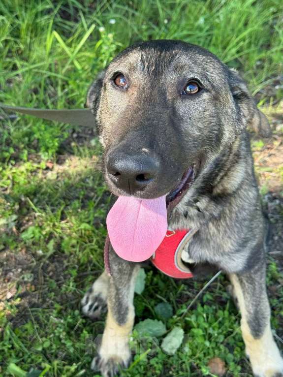 Собаки в Санкт-Петербурге: Удивительный щенок с умными глазами Мальчик, Бесплатно - фото 6