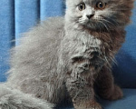 Кошки в Санкт-Петербурге: Шотландская голубая вислоухая девочка Девочка, 25 000 руб. - фото 3