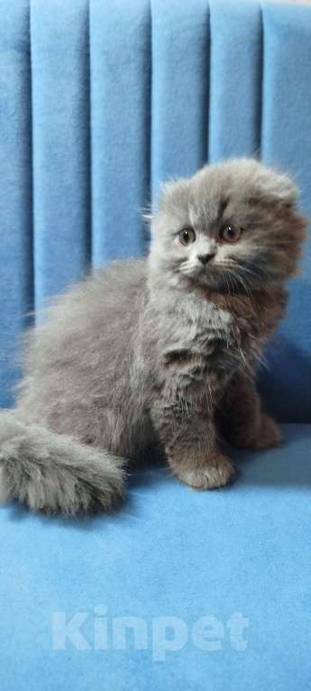 Кошки в Санкт-Петербурге: Шотландская голубая вислоухая девочка Девочка, 25 000 руб. - фото 3