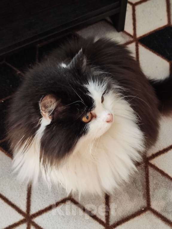 Кошки в Москве: Ласковая кошечка Девочка, Бесплатно - фото 3