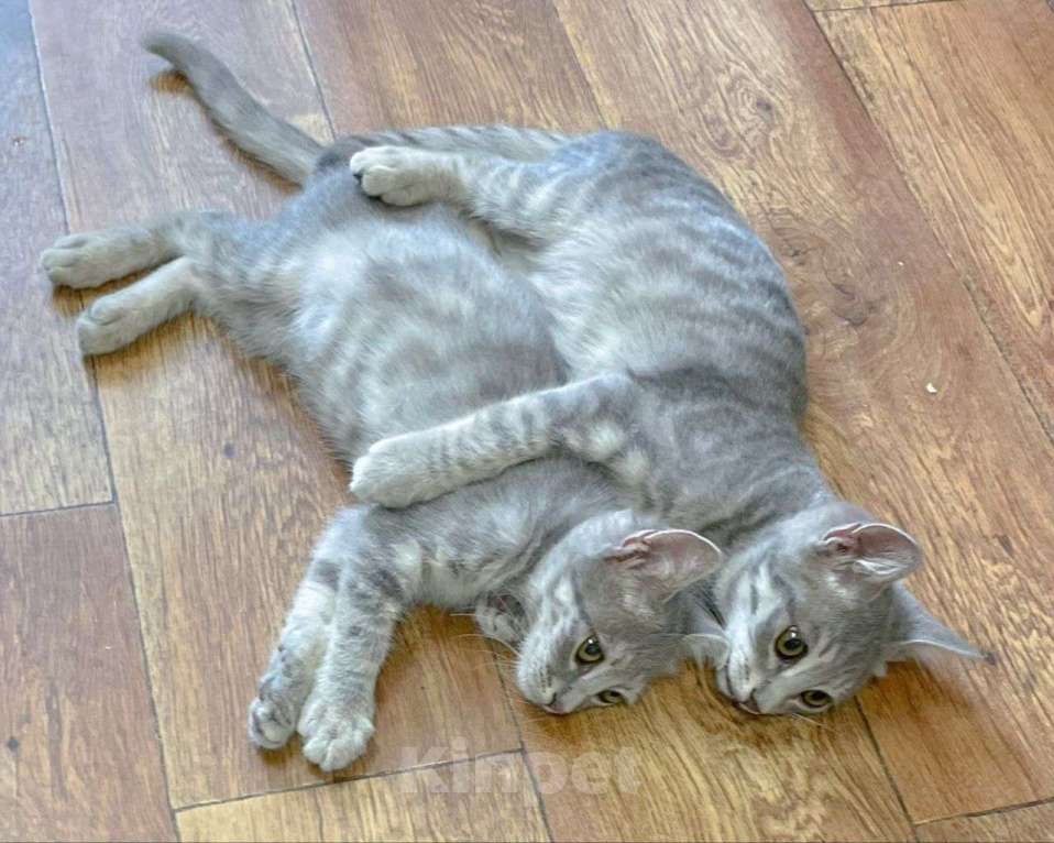 Кошки в Москве: Котята-неразлучники ищут дот Девочка, Бесплатно - фото 4