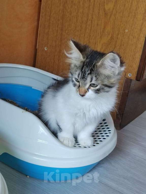 Кошки в других городах Ленинградской области: 🐾 Лучший Дом для Лёвушки! Мальчик, Бесплатно - фото 2