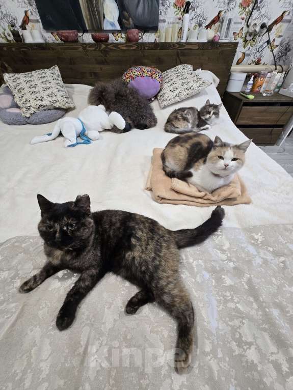 Кошки в Семикаракорске: Хранительница дома  Девочка, Бесплатно - фото 2