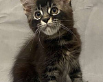 Кошки в Мурманске: Мейн-кун мальчик Мальчик, 50 000 руб. - фото 3