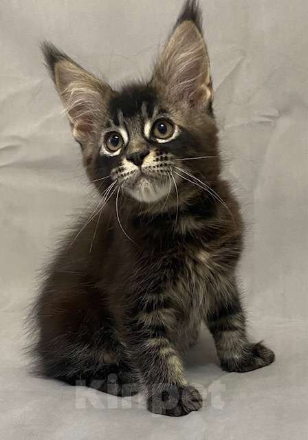 Кошки в Мурманске: Мейн-кун мальчик Мальчик, 50 000 руб. - фото 3