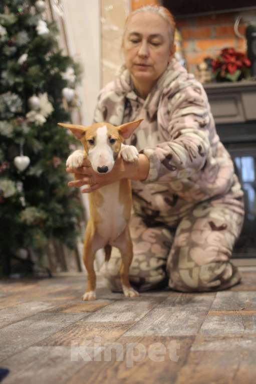 Собаки в Всеволожске: ММ ОКИНАВА ОСЕННИЙ ВАЛЬС Девочка, 80 000 руб. - фото 4