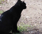 Кошки в Краснодаре: Грациозная,  ласковая, черная красавица ищет дом  Девочка, 1 руб. - фото 3
