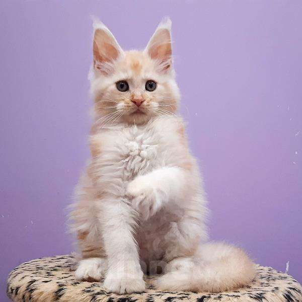Кошки в Суздале: SNOW WHITE ( котята мейн кун ), 60 000 руб. - фото 1