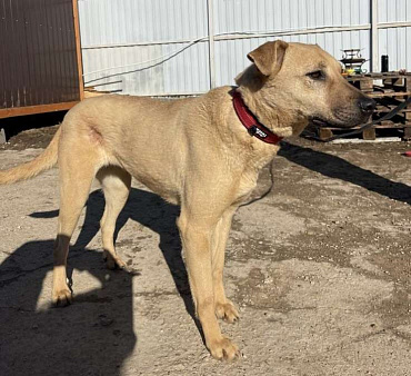 Пропала рыжая собака по имени Белка