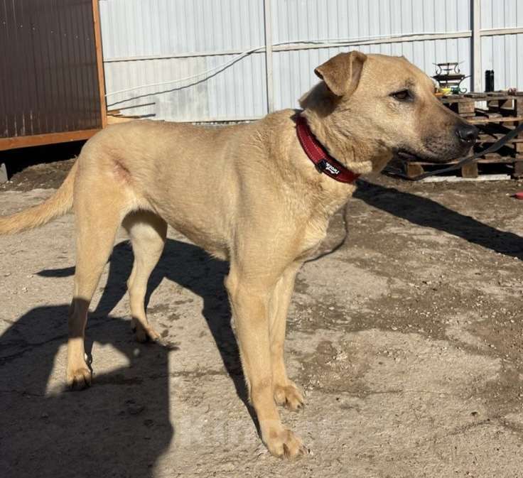 Собаки в других городах Владимирской области: Пропала рыжая собака по имени Белка Девочка, 15 000 руб. - фото 1