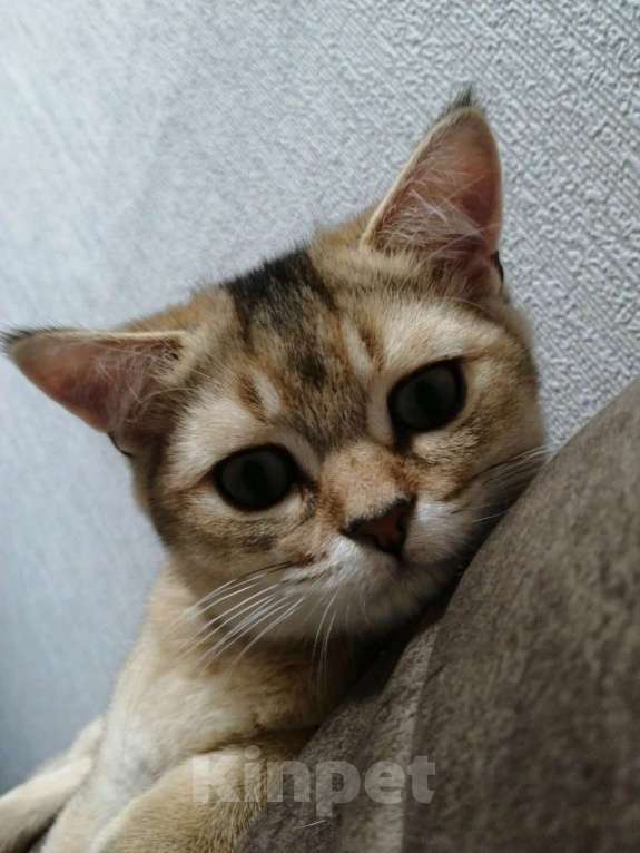 Кошки в Челябинске: Британская шиншилла золото Мальчик, 25 000 руб. - фото 4