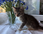 Кошки в Санкт-Петербурге: Котенок Ромашка Разнополые, Бесплатно - фото 4