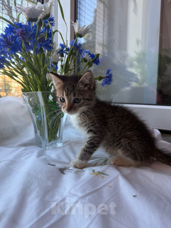 Кошки в Санкт-Петербурге: Котенок Ромашка Разнополые, Бесплатно - фото 4
