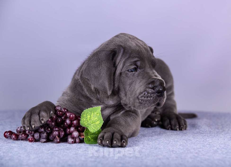Собаки в Нижнем Новгороде: Немецкий Дог Чемпион Моего Сердца (Жёлтая лента) Мальчик, 100 000 руб. - фото 5