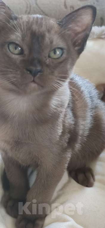 Кошки в Сланце: Котята европейской бурмы Девочка, 29 000 руб. - фото 5