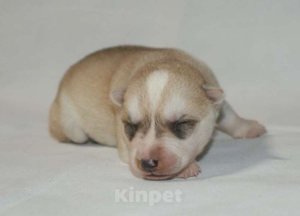 Собаки в Истре: щенки сибирский хаски Девочка, 25 000 руб. - фото 2