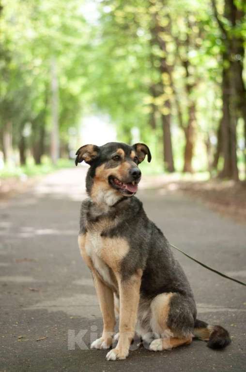 Собаки в Ногинске: Кузька - маленький песик в дар Мальчик, Бесплатно - фото 7