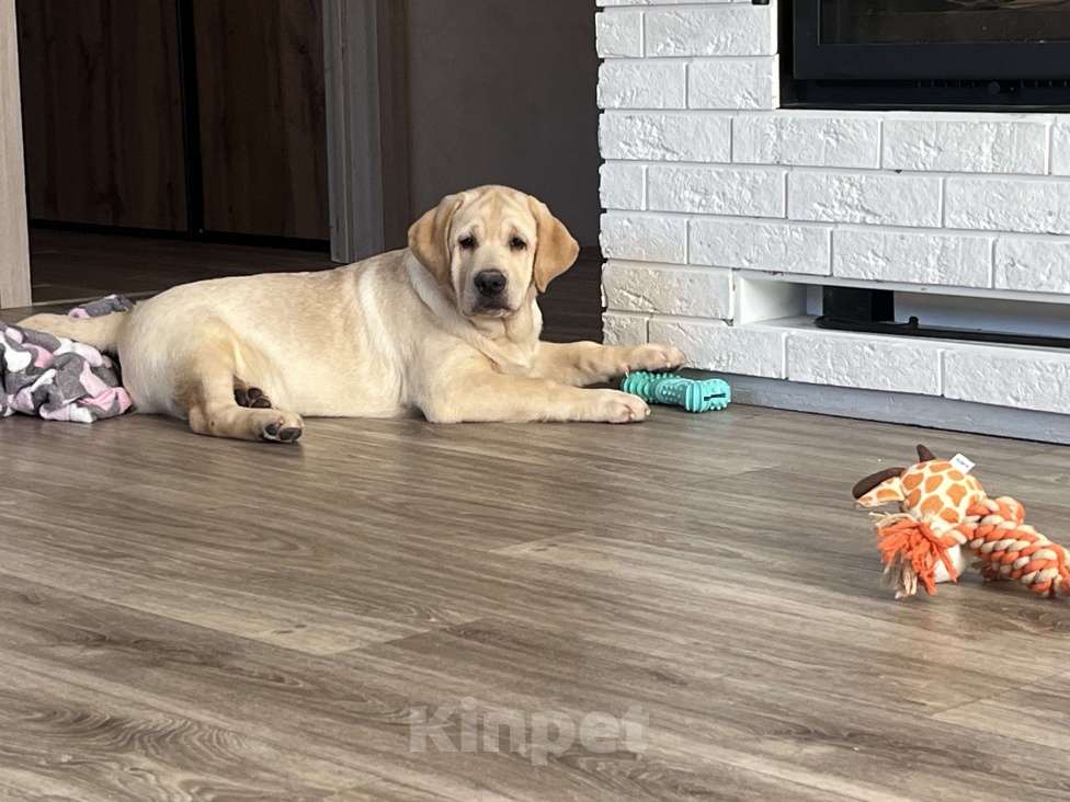 Собаки в Набережных Челнах: Продаю щенка лабрадор-ретривер 3 мес Девочка, 25 000 руб. - фото 2