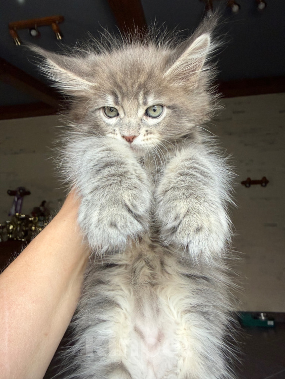 Кошки в Барнауле: Котенок  мейн-куна из питомника MakAlina Мальчик, Бесплатно - фото 2