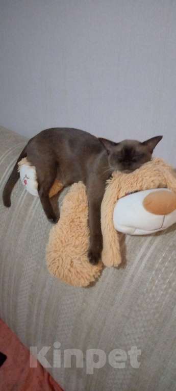 Кошки в Белгороде: Бурманская оболиная кошечка Девочка, 70 000 руб. - фото 3