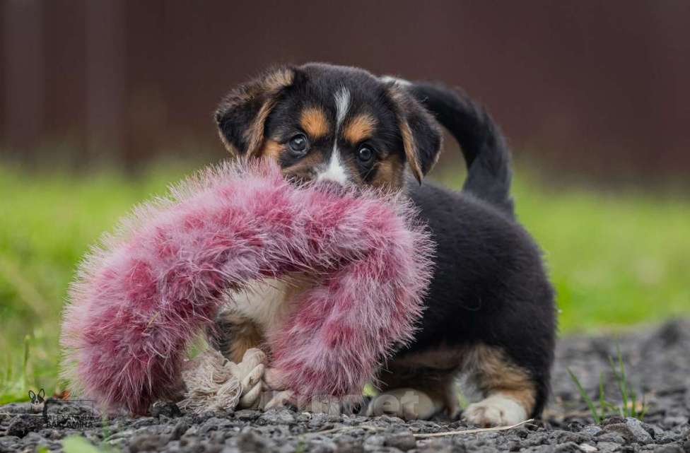 Собаки в Москве: Забава Девочка, 50 000 руб. - фото 5