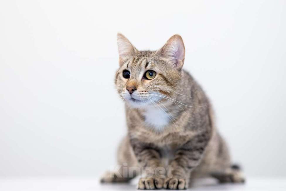 Кошки в Москве: Алхимик Мальчик, Бесплатно - фото 3