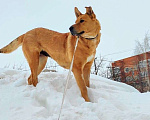 Собаки в Москве: Огненная Джесси-Большеух ищет дом! Девочка, Бесплатно - фото 2