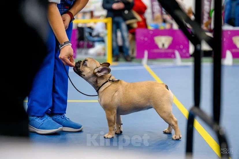 Собаки в Ижевске: Щенки французского бульдога  Девочка, 45 000 руб. - фото 2