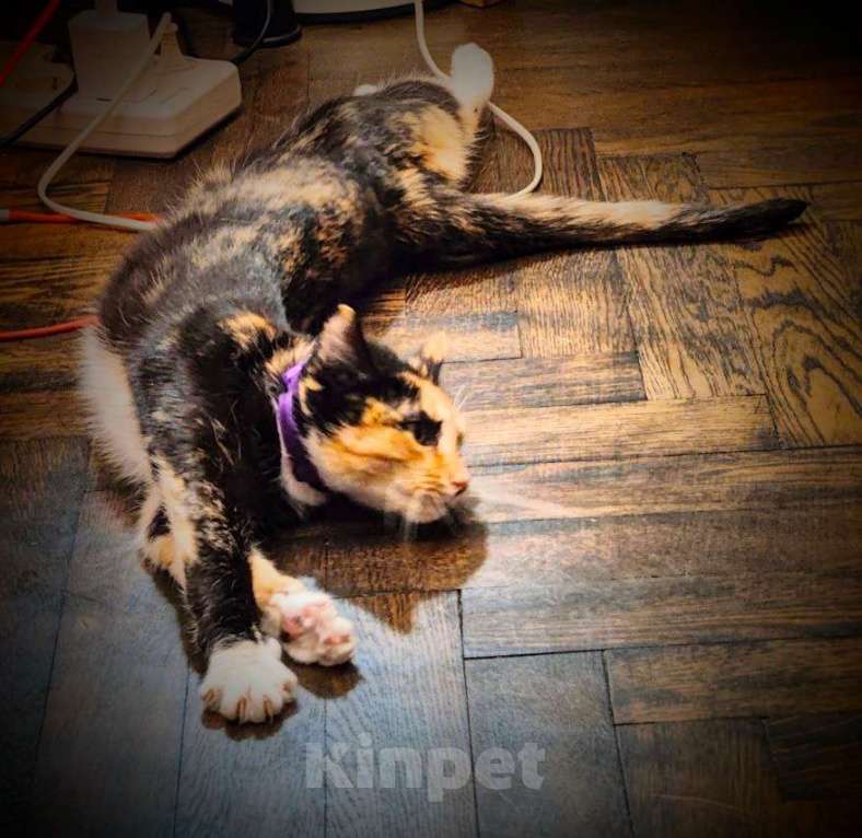 Кошки в Химках: Красавица Люси Девочка, Бесплатно - фото 7