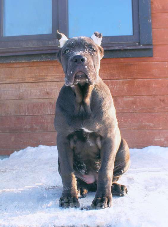 Собаки в других городах Ярославской области: Кане корсо. Мощная девочка. Девочка, 80 000 руб. - фото 6