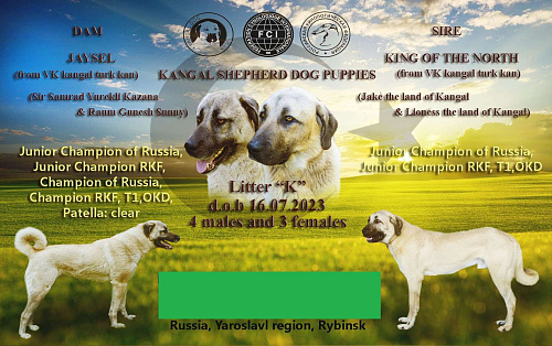 Объявление: щенки турецкого кангала, Бесплатно, Рыбинск