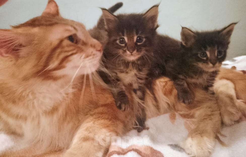 Кошки в Астрахани: Мейн-куны Разнополые, 12 000 руб. - фото 7