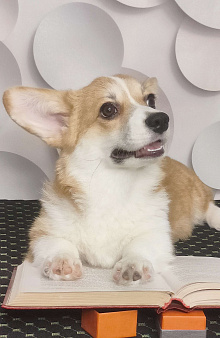 Красотка вельш корги пемброк 